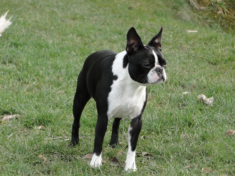 Jet set dite pearl des Yeux de la Revanche